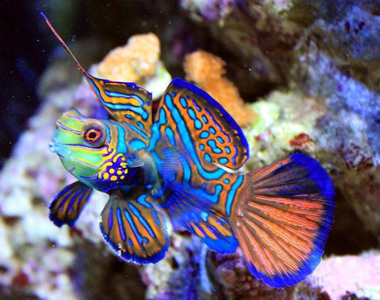 Mandarin Dragonet