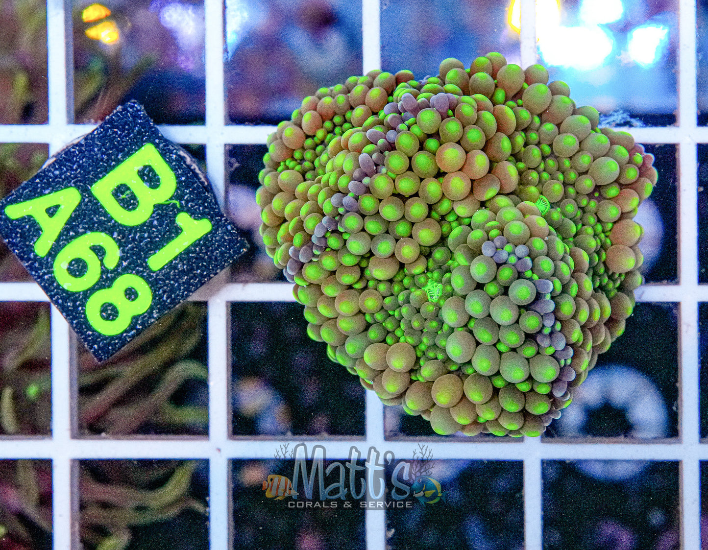 Florida Ricordea Mushroom “WYSIWYG”