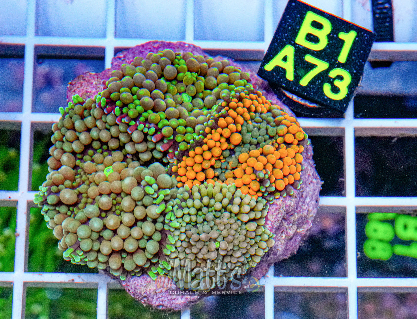 Florida Ricordea Mushroom Mini Colony“WYSIWYG”