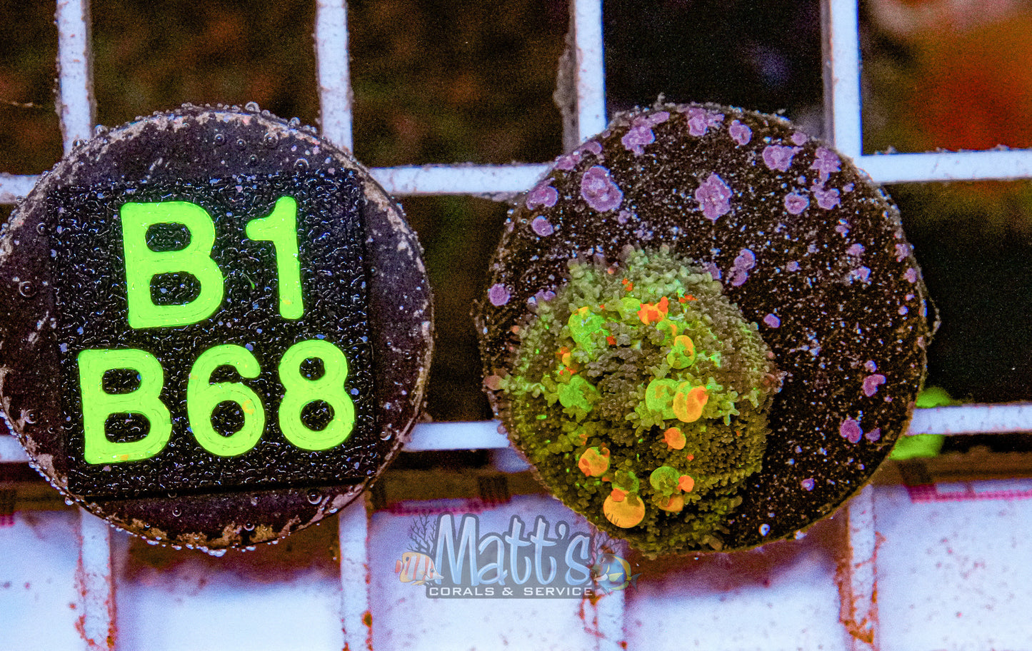 WWC OG Bounce Baby Mushroom "High End Mushroom"