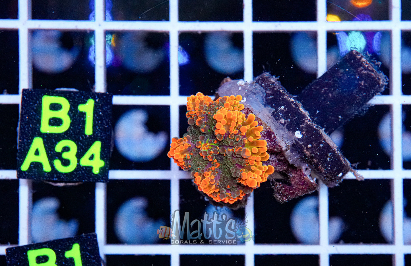 Ultra Orange Yuma Mushroom “WYSIWYG”