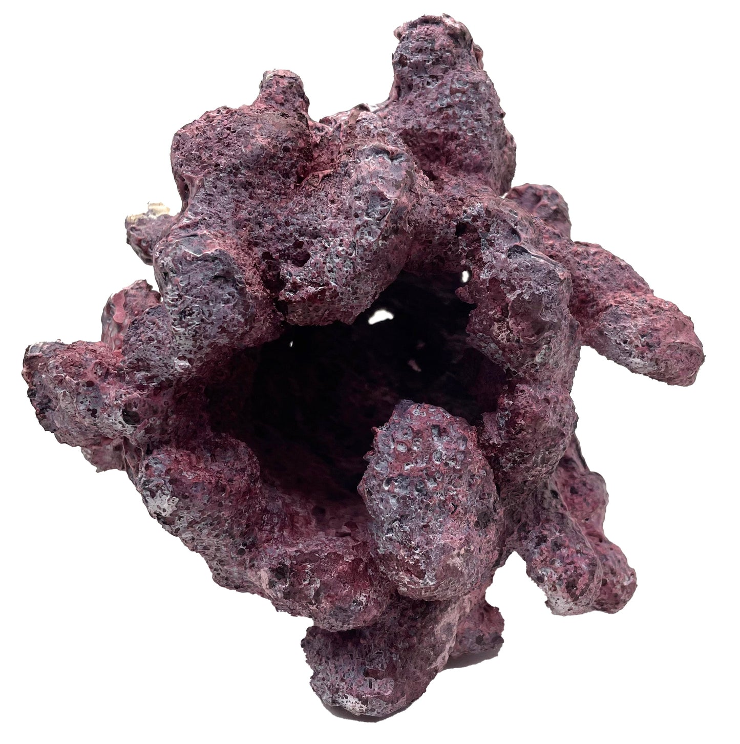 Tropic Eden Morroca Reef Cradle Rock - Medium ONE Piece (3.5 - 4.5 lbs)