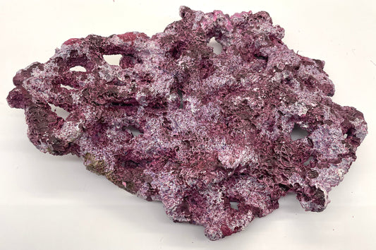 Tropic Eden Morroca Shelf Rock - Med - ONE Piece (3.7-4.2lbs)