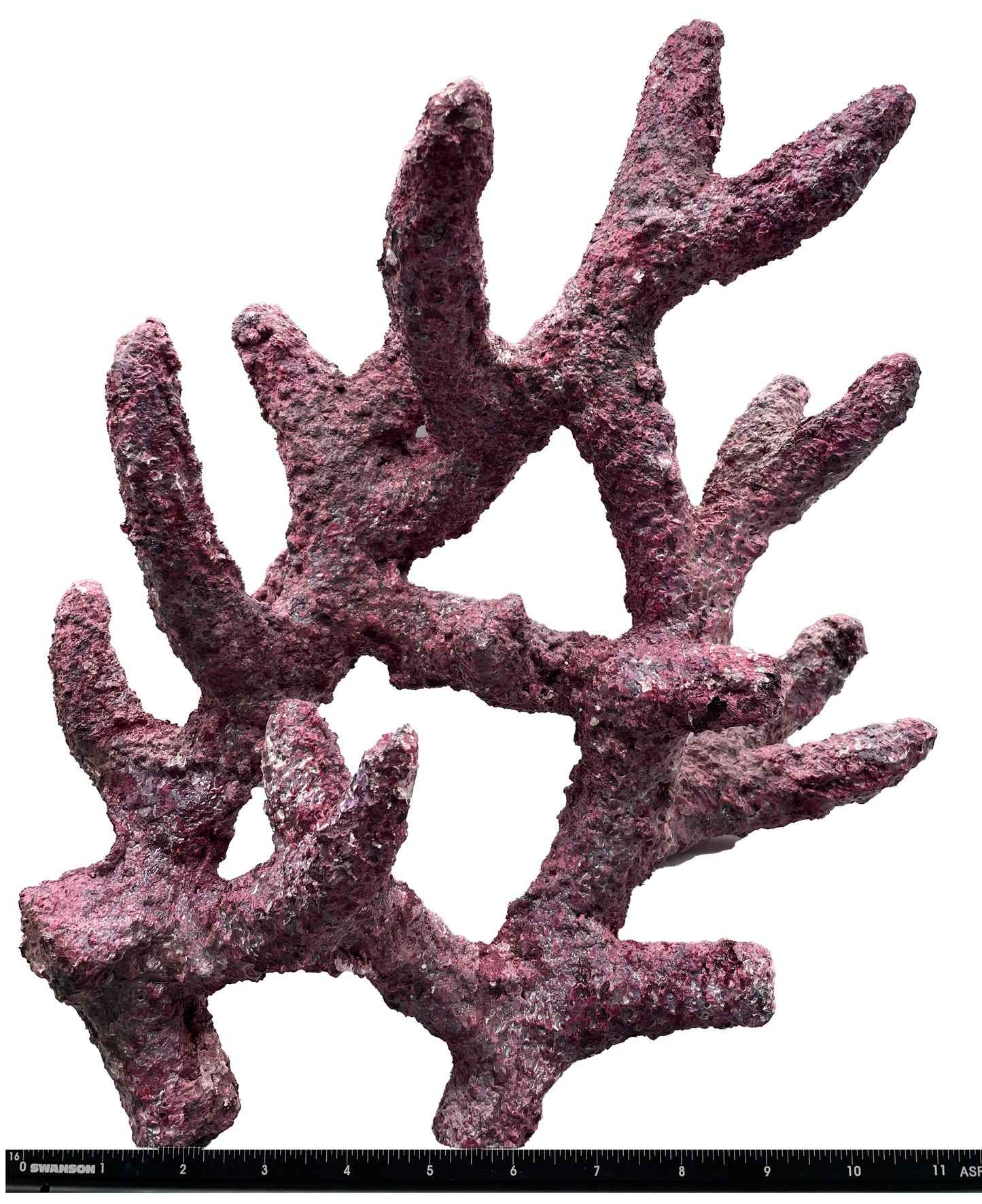 Tropic Eden Morroca Rock - Shrub Branch 14-16"