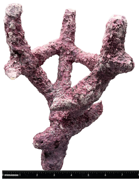 Tropic Eden Morroca Branch Rock - Tripod Long Stem 10"-12"