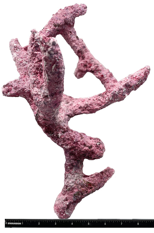 Tropic Eden Morroca Branch Rock - Tripod Long Stem 12"- 14"