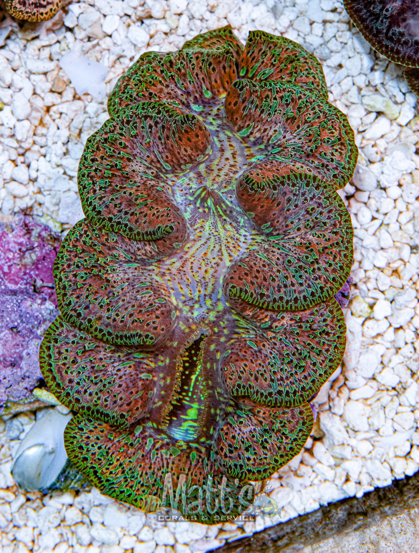 Ningaloo 4-5" Clam