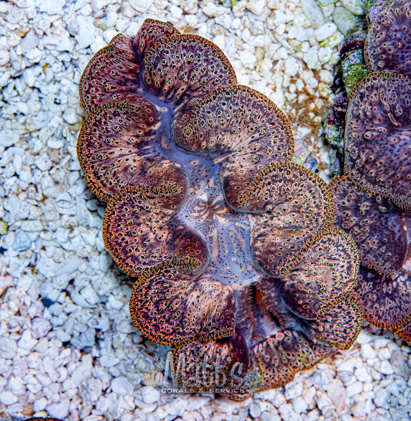 Ningaloo 4-5" Clam