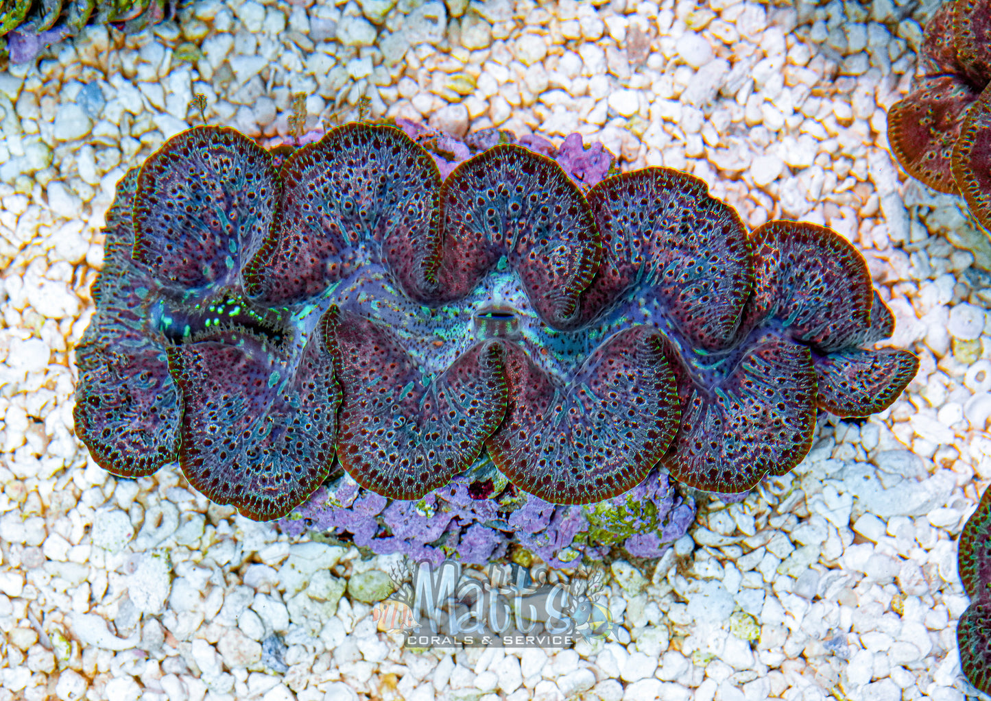5-6" Ningaloo Clam