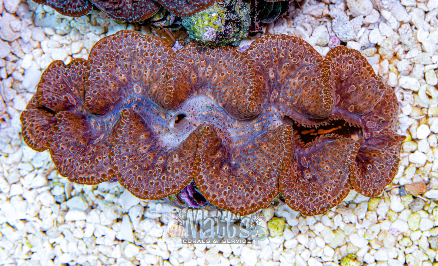 5-6" Ningaloo Clam