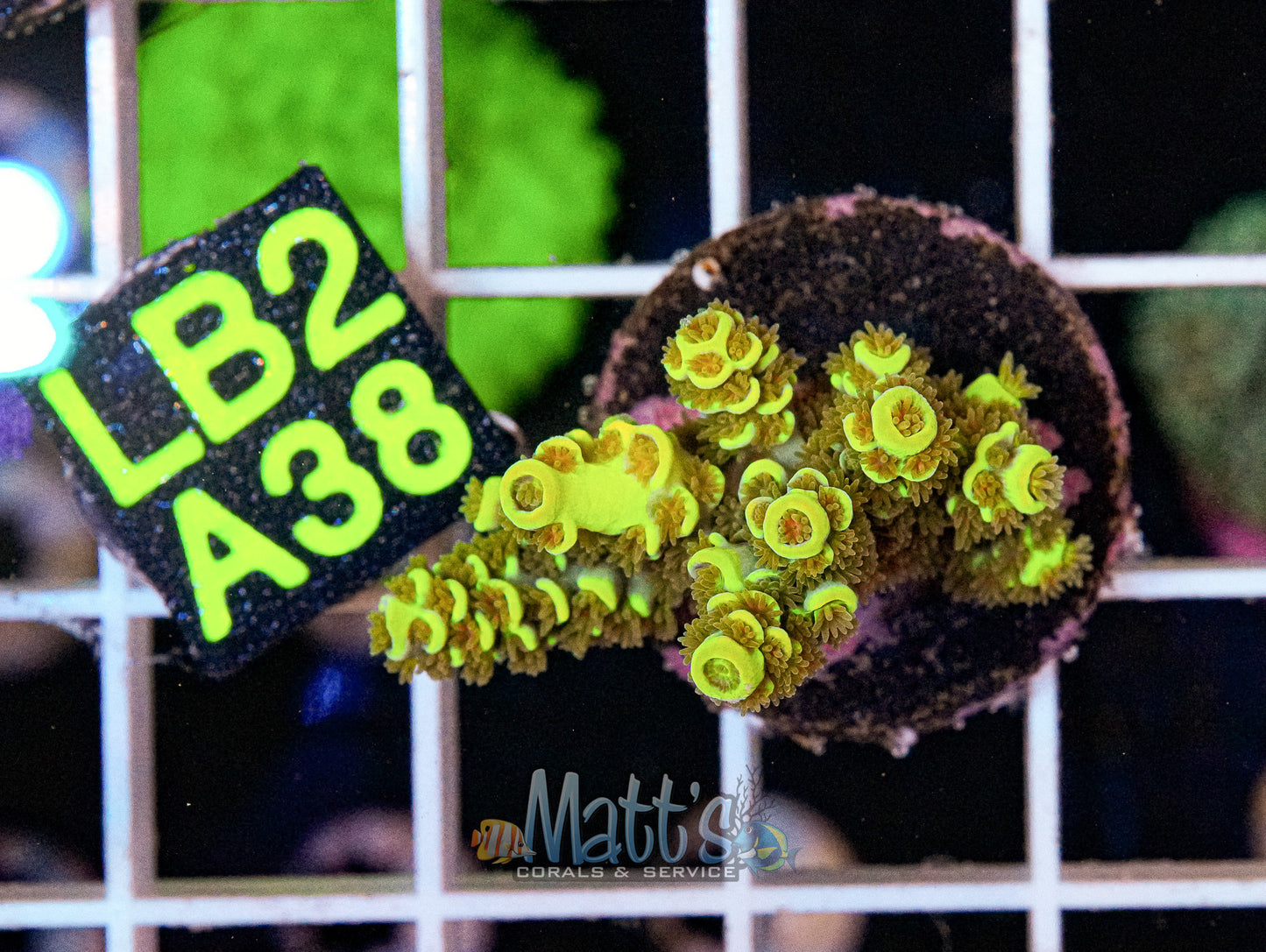 Yellow/Gold SPS Frag “WYSIWYG”