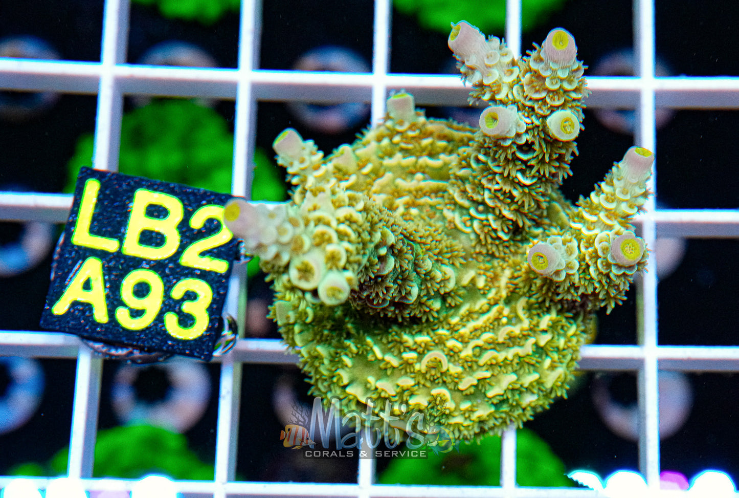 Yellow/Gold SPS Frag “WYSIWYG”