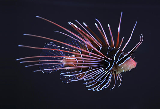 Radiata Lionfish