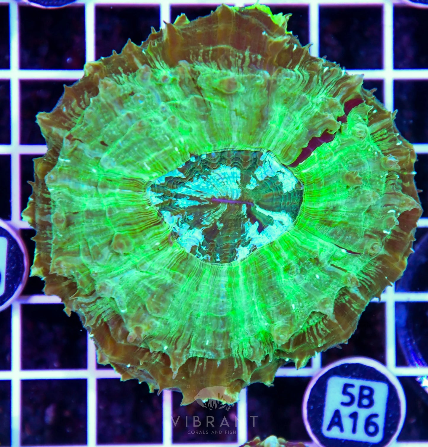 Acanthophyllia AUS