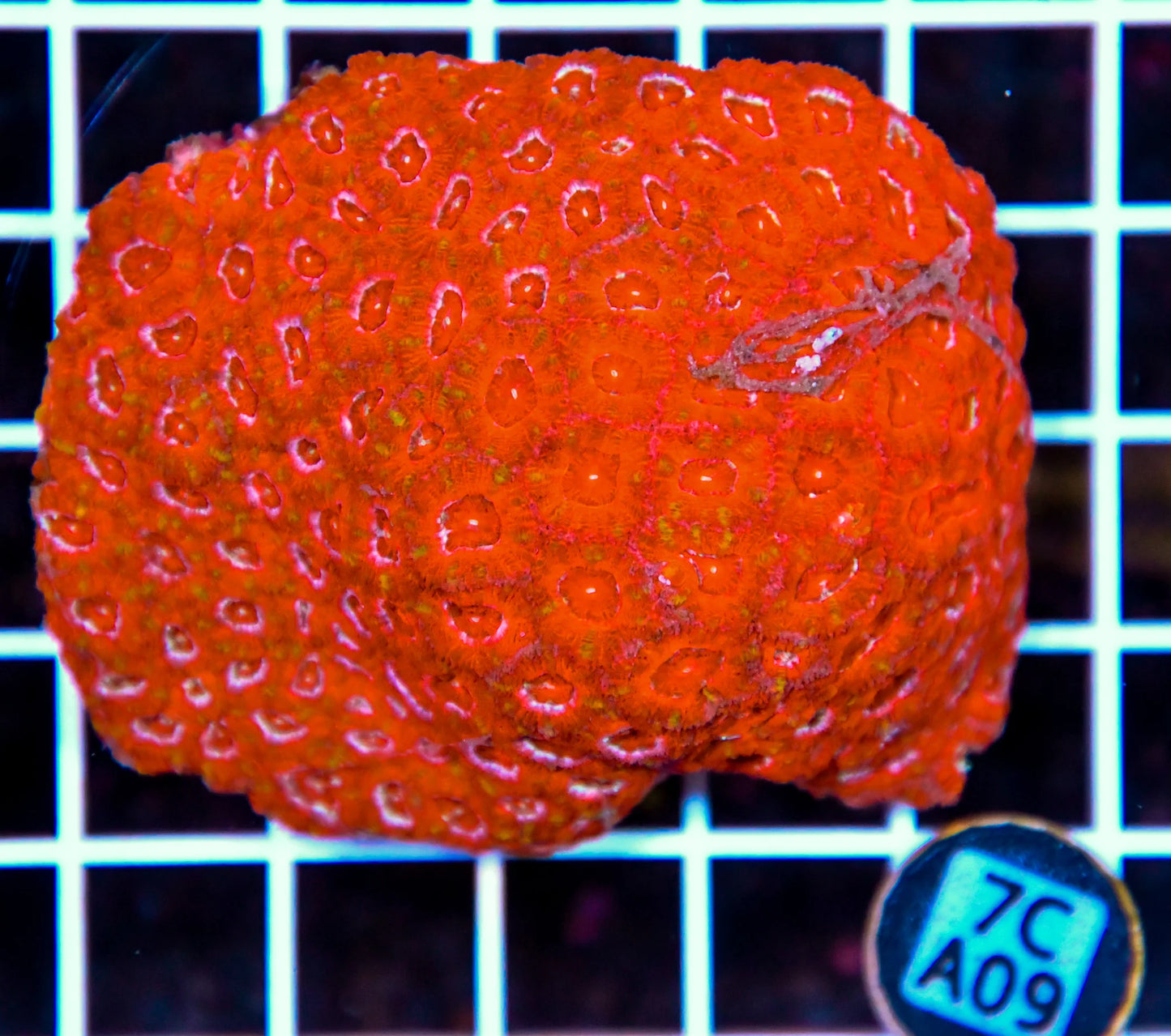 Micromussa INDO
