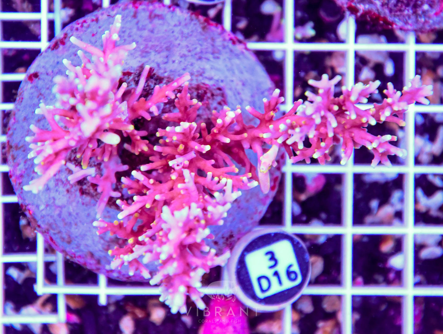 Acro INDO
