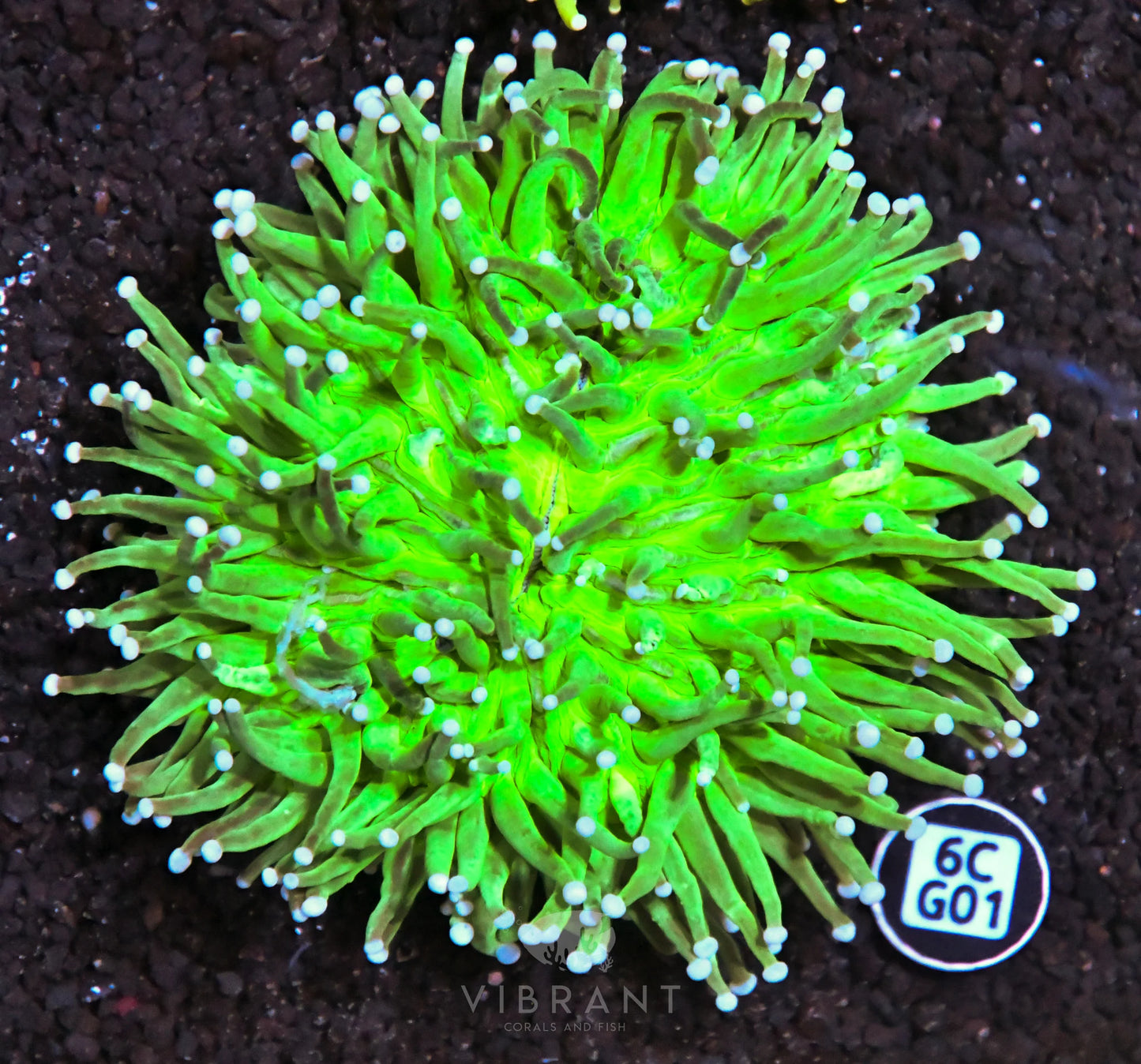 Heliofungia AUS