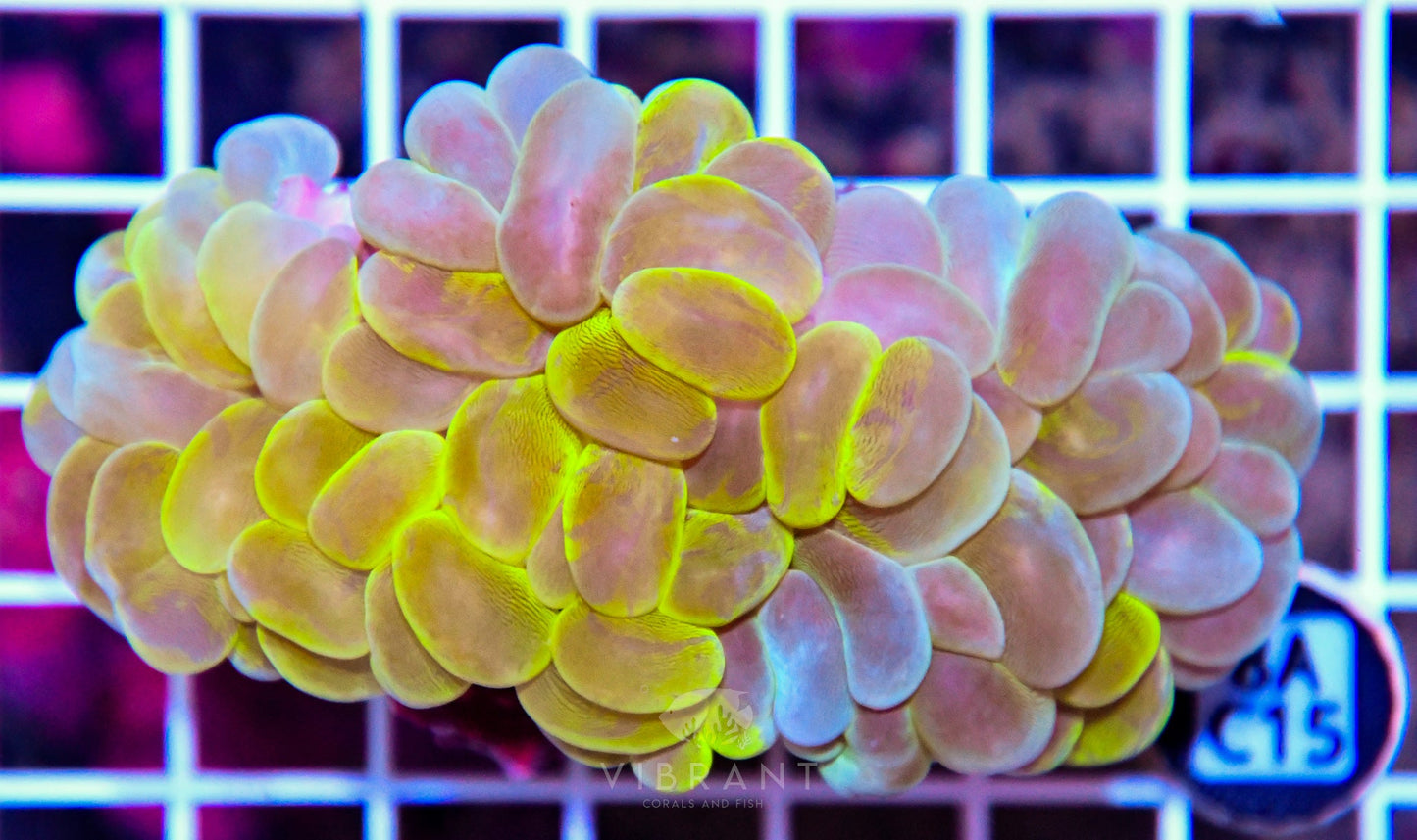 Bubble Coral INDO W