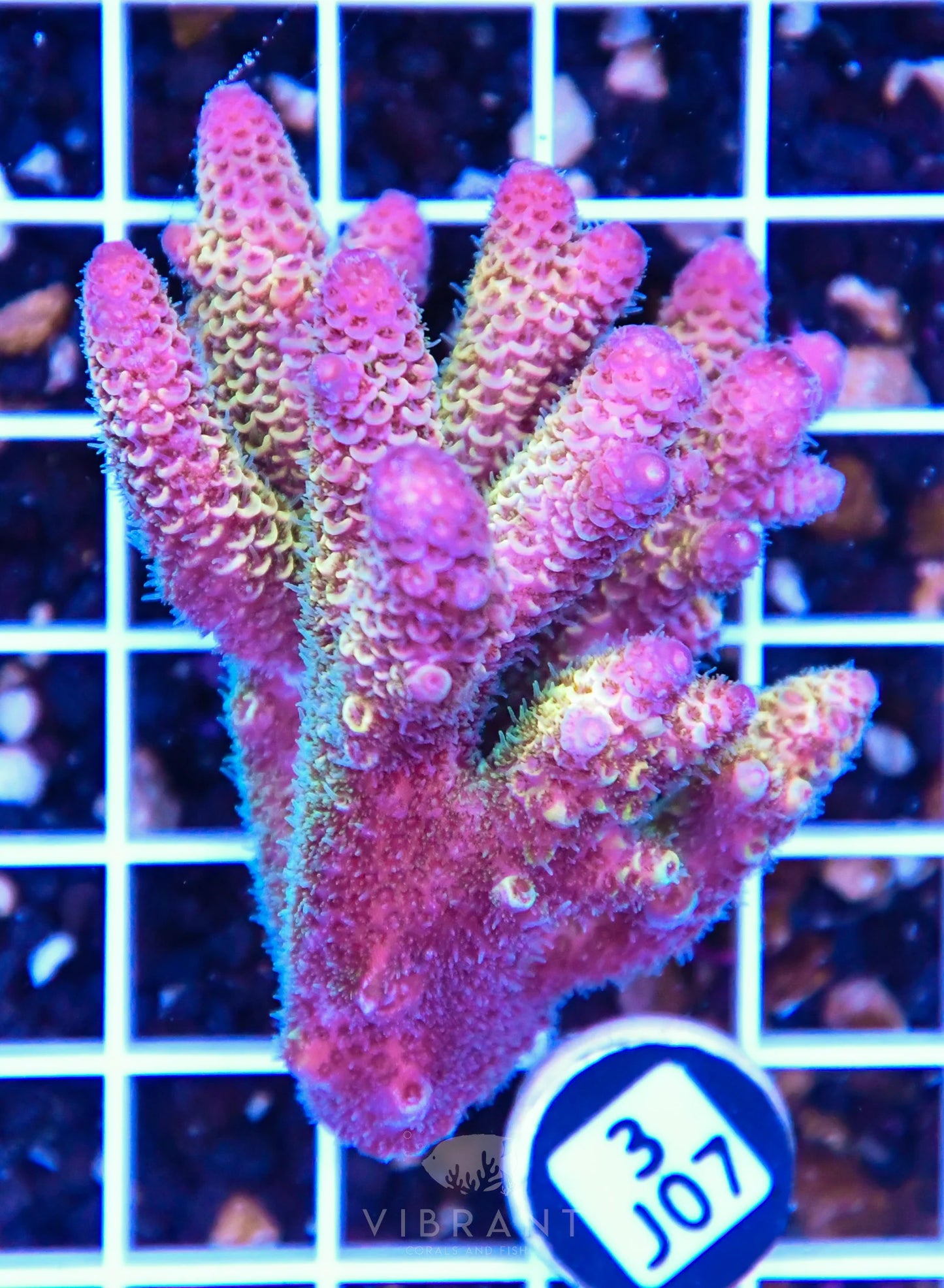 Acro AUS