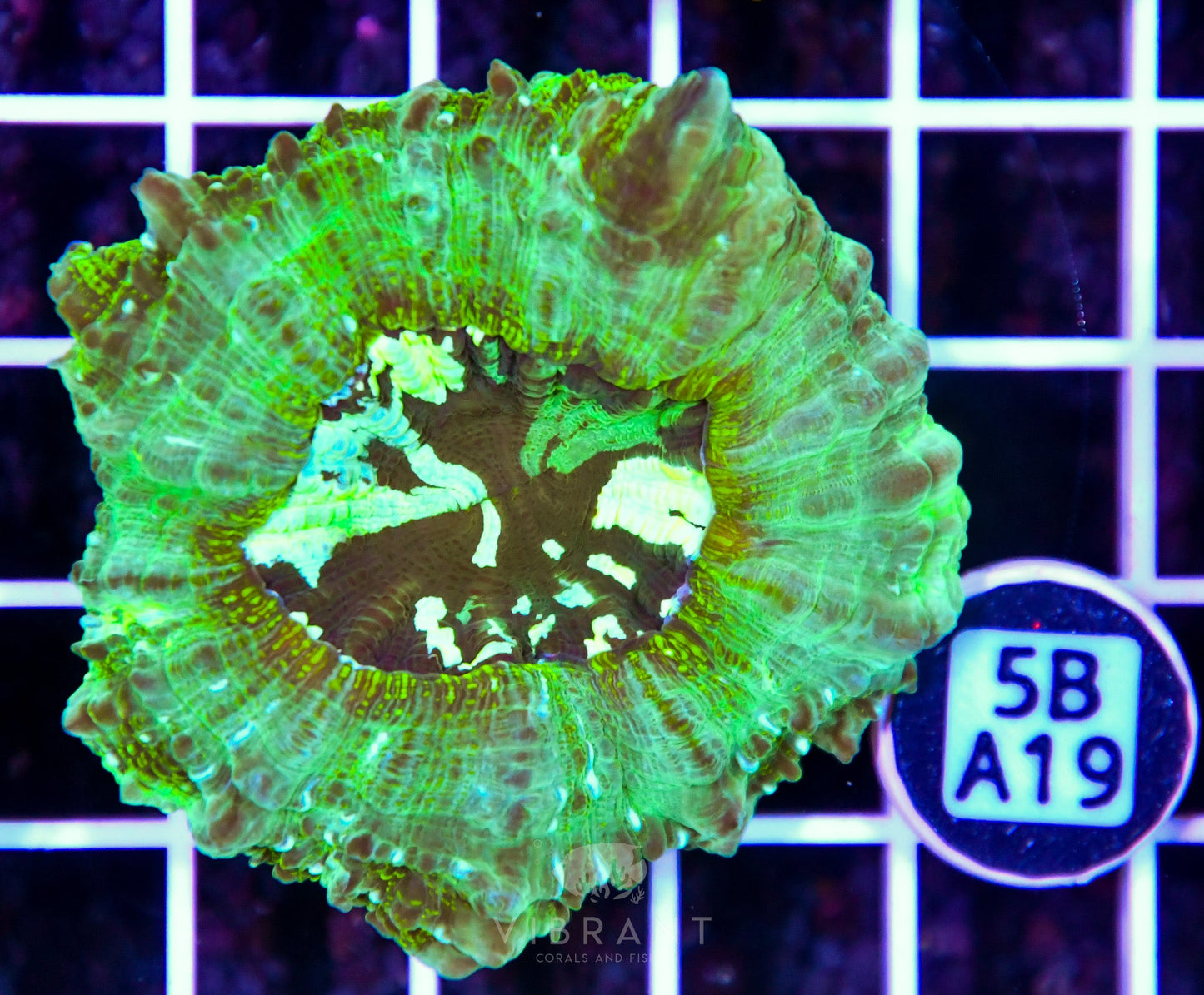Acanthophyllia AUS