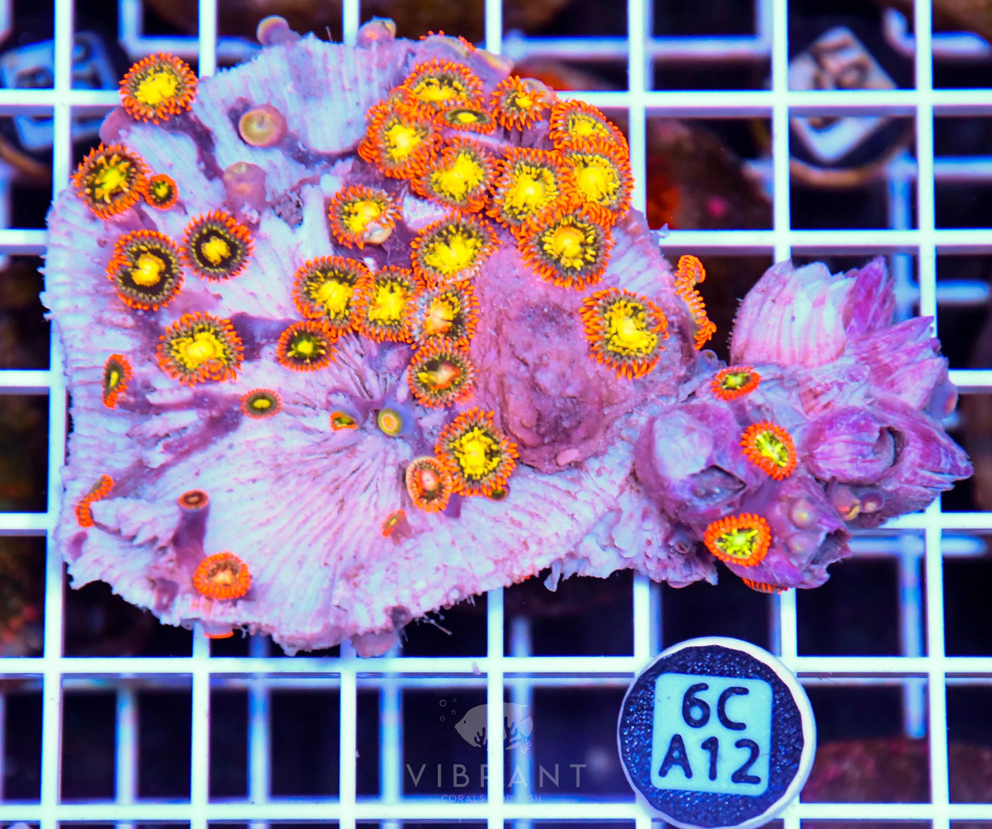 Zoa AUS