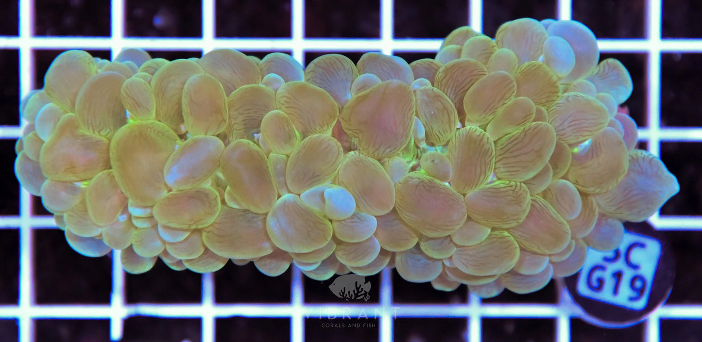 Bubble Coral AUS