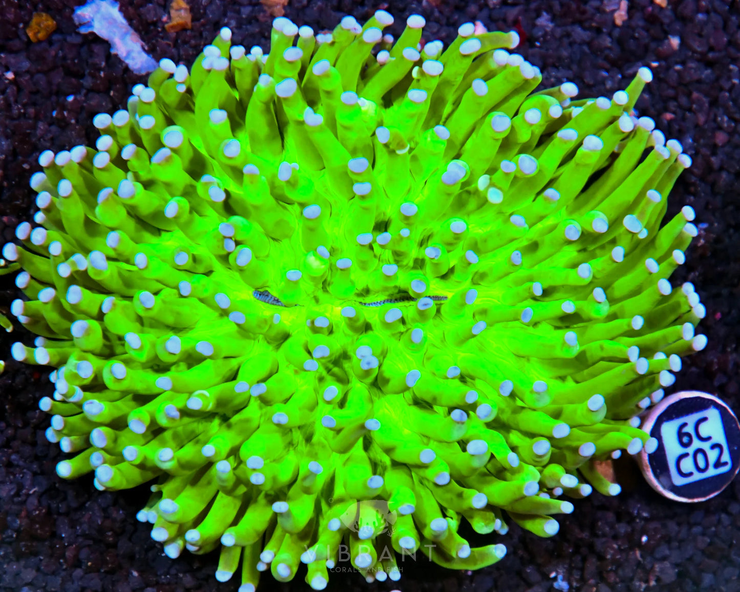 Heliofungia AUS