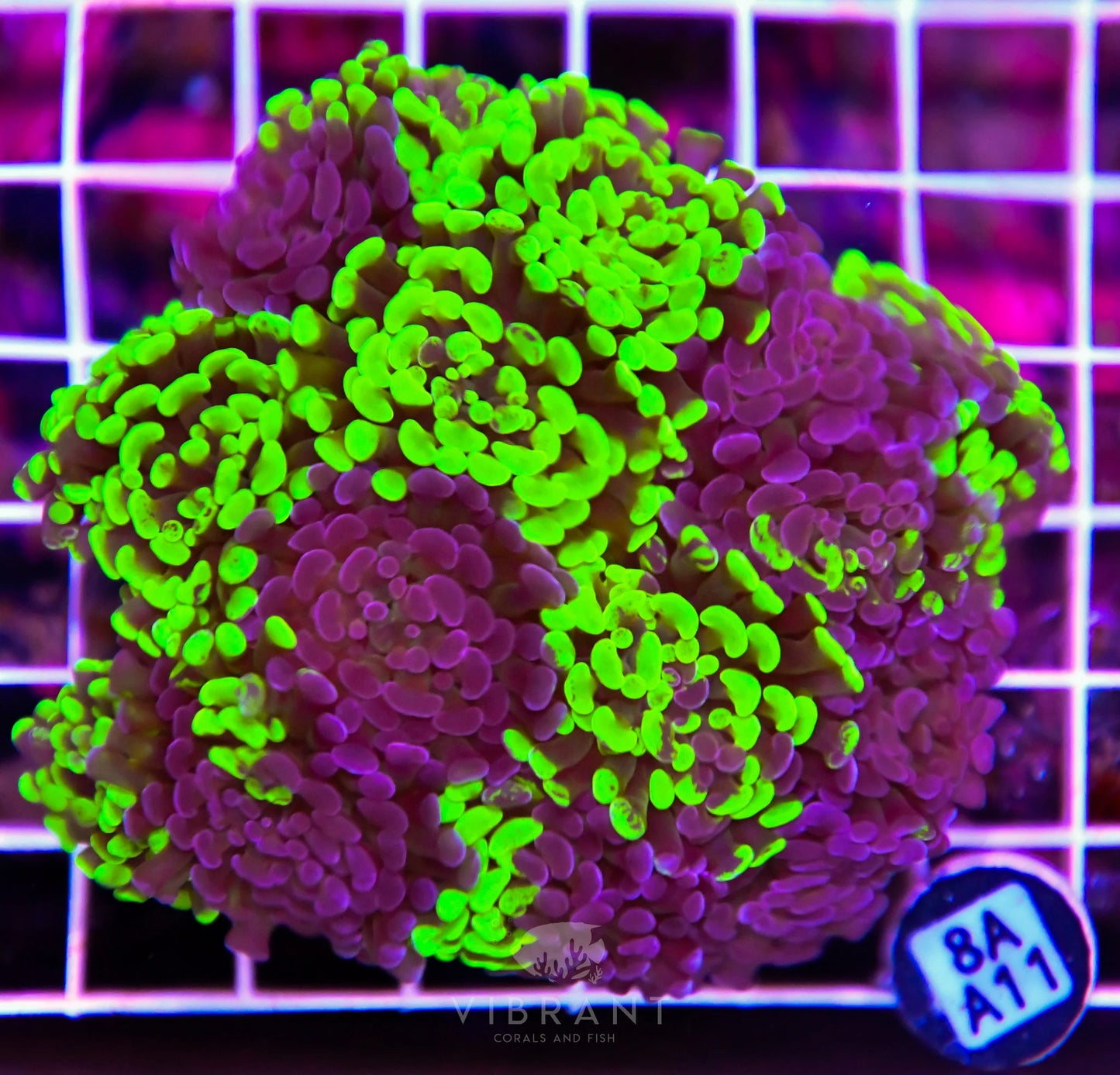 Hammer Branching INDO