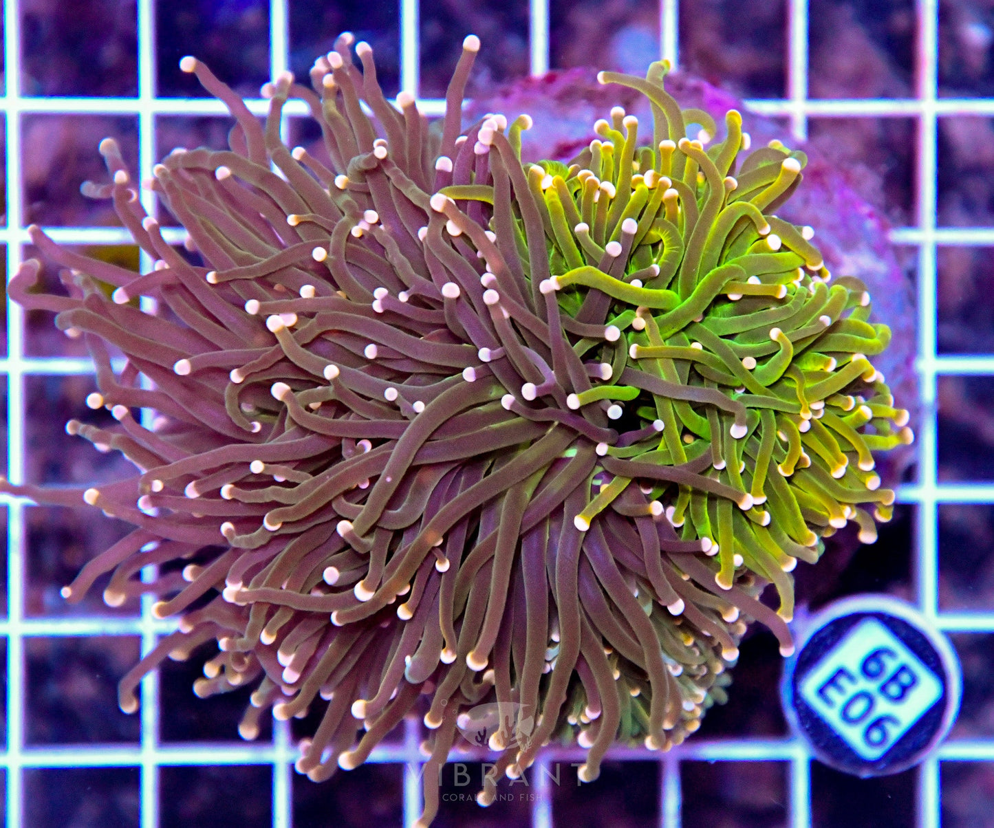 Torch INDO
