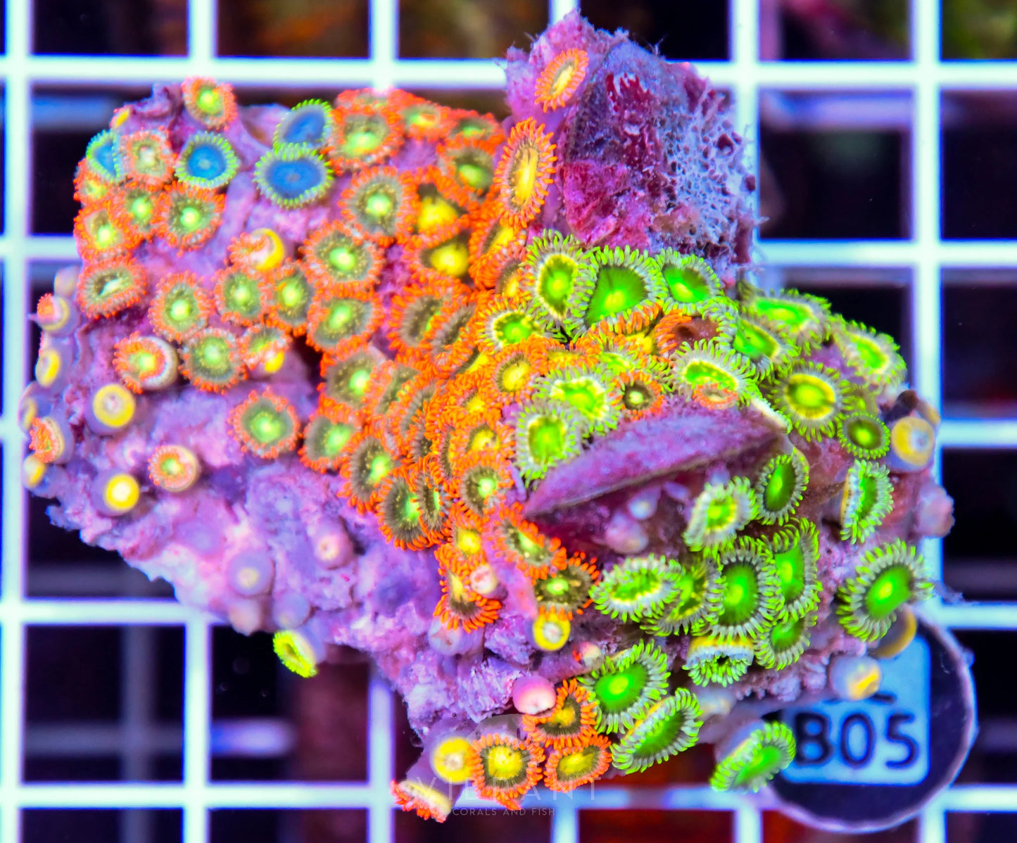Zoa AUS