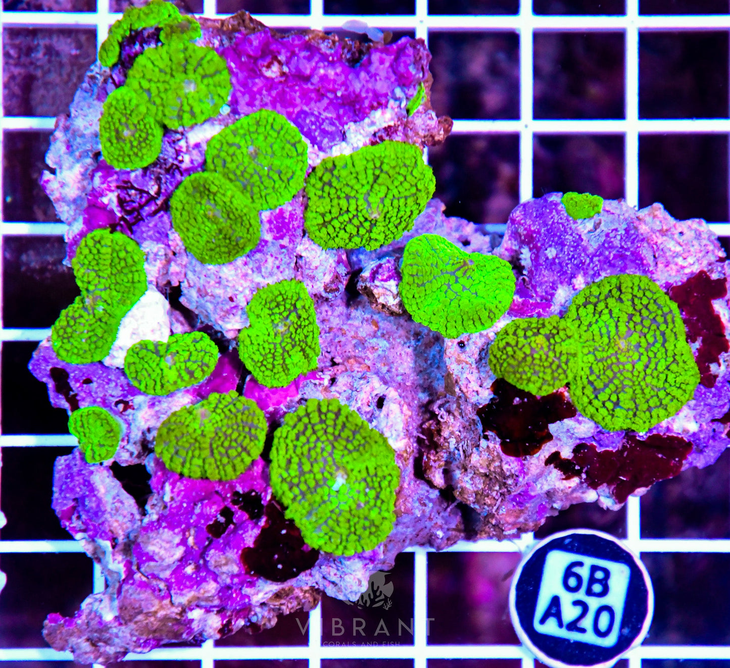 Mushroom INDO W