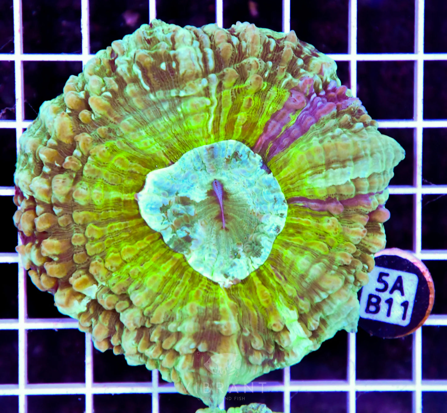 Acanthophyllia AUS