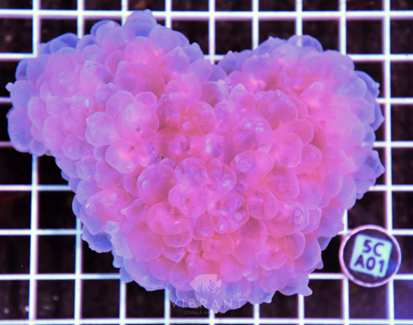 Bubble Coral AUS