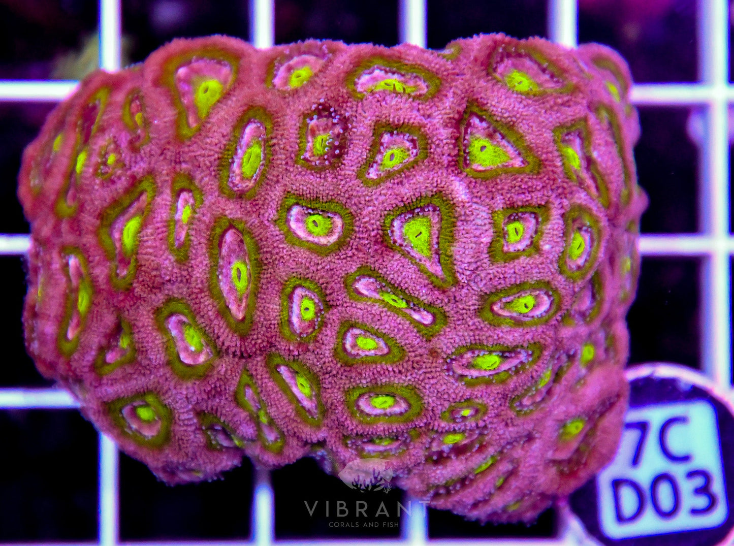Micromussa INDO
