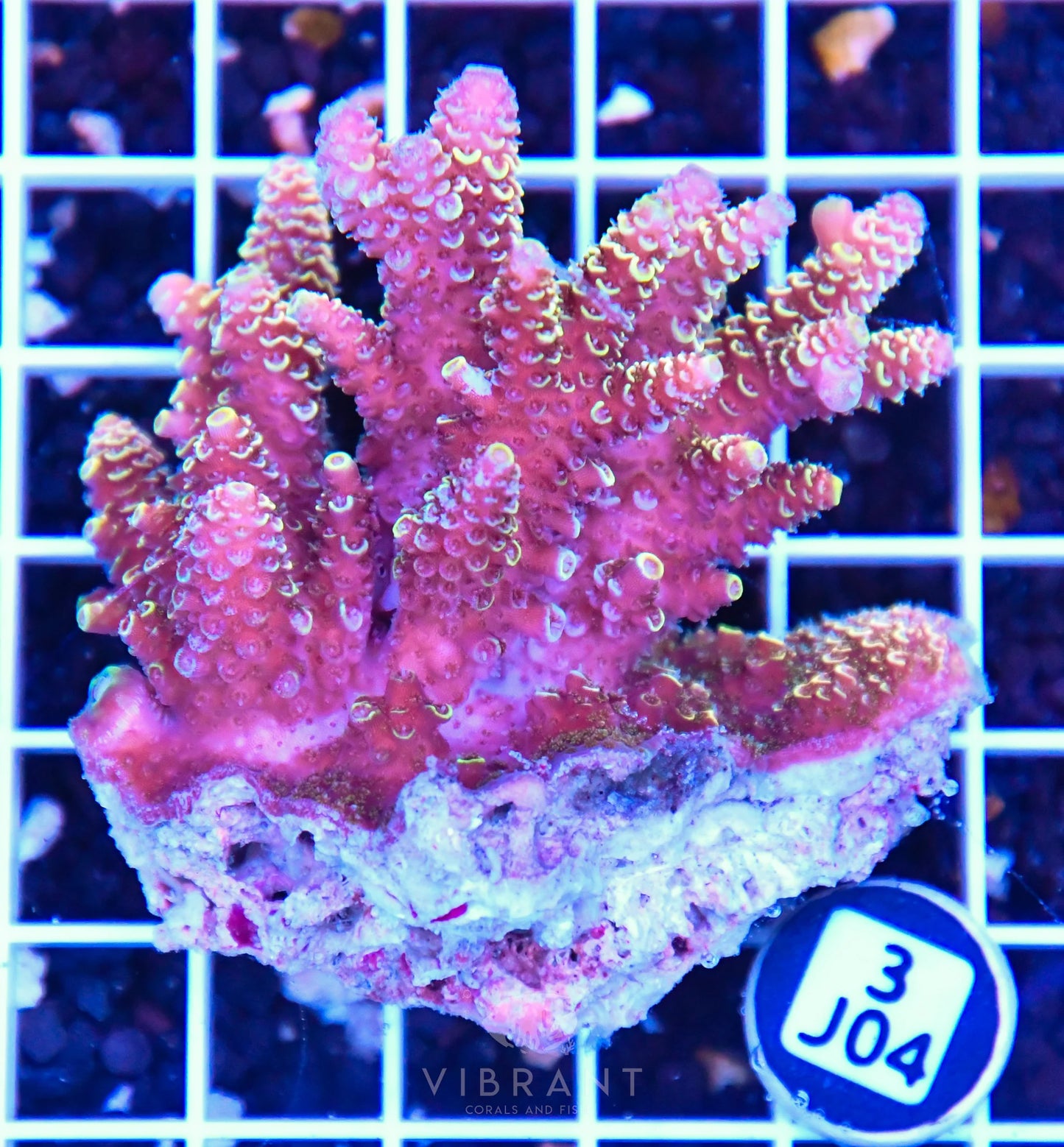 Acro AUS