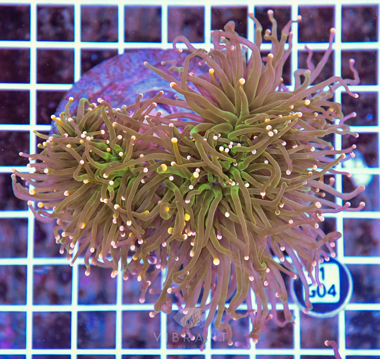 Torch INDO