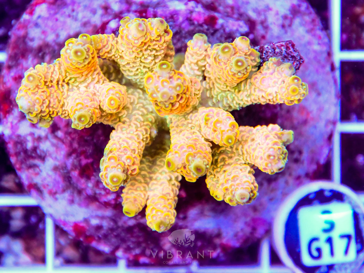 Acro INDO