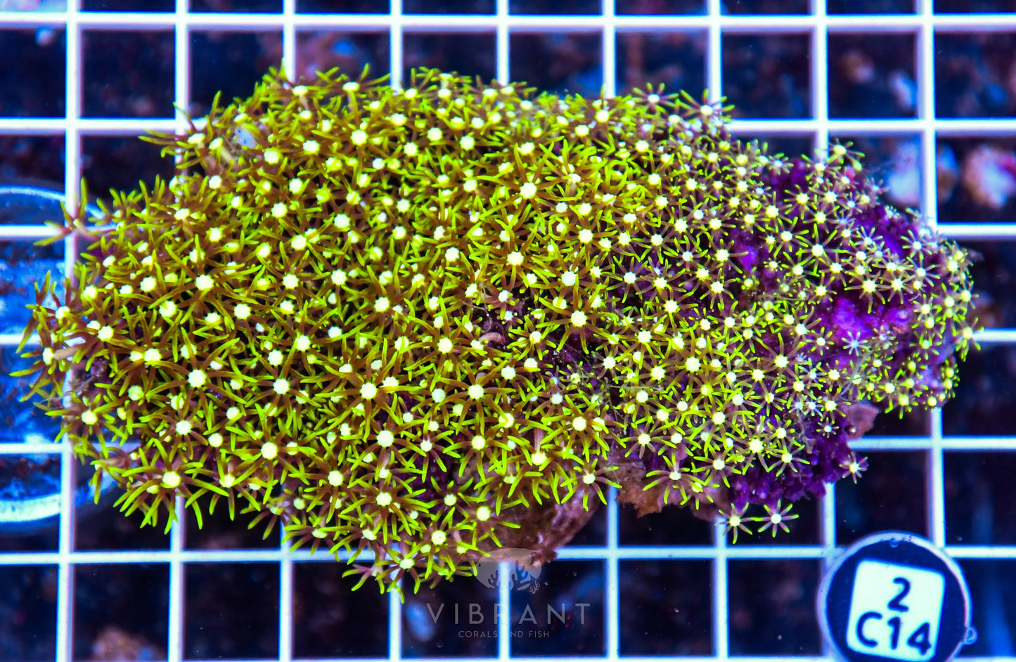 Star Polyp INDO W