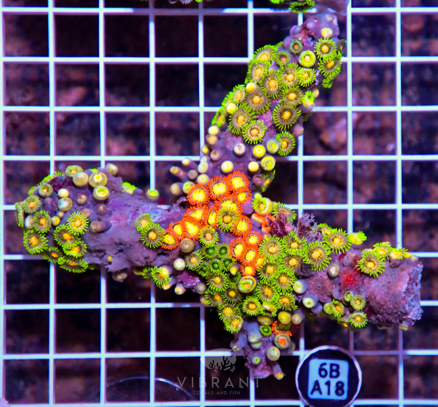 Zoa AUS