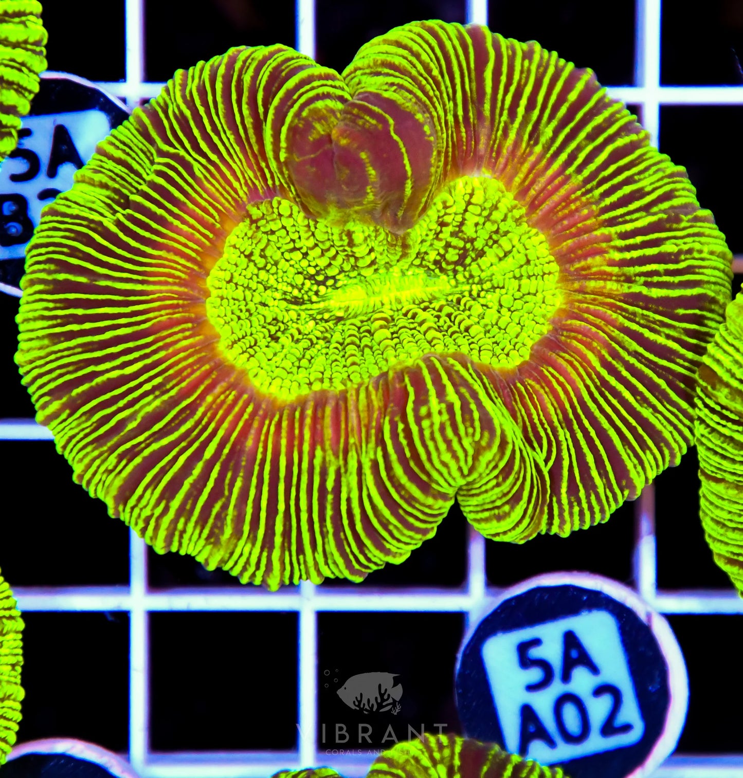 Trachy Neon AUS