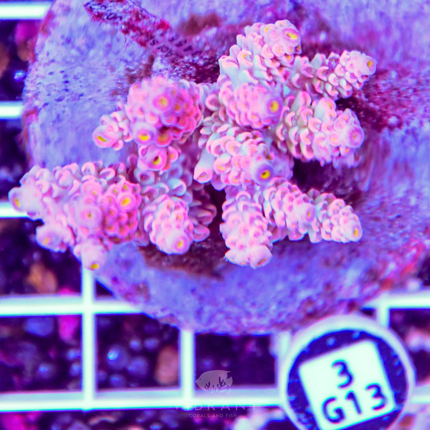 Acro INDO