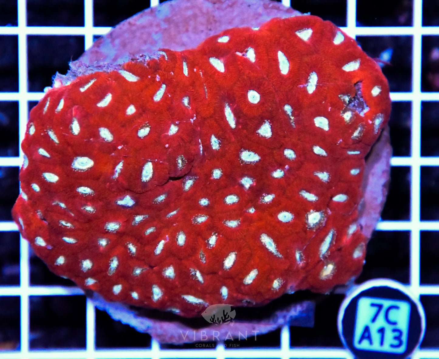 Micromussa INDO
