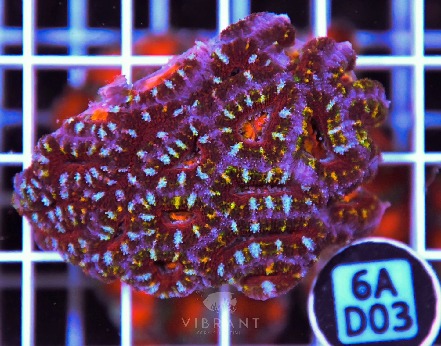 Acan Lord AUS