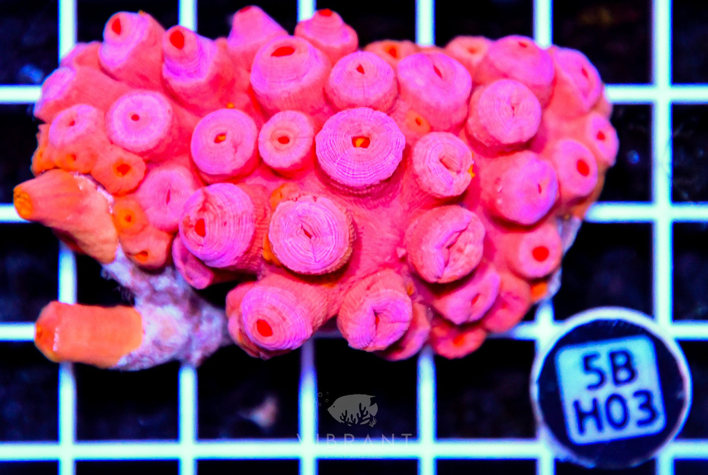 Sun Coral INDO W
