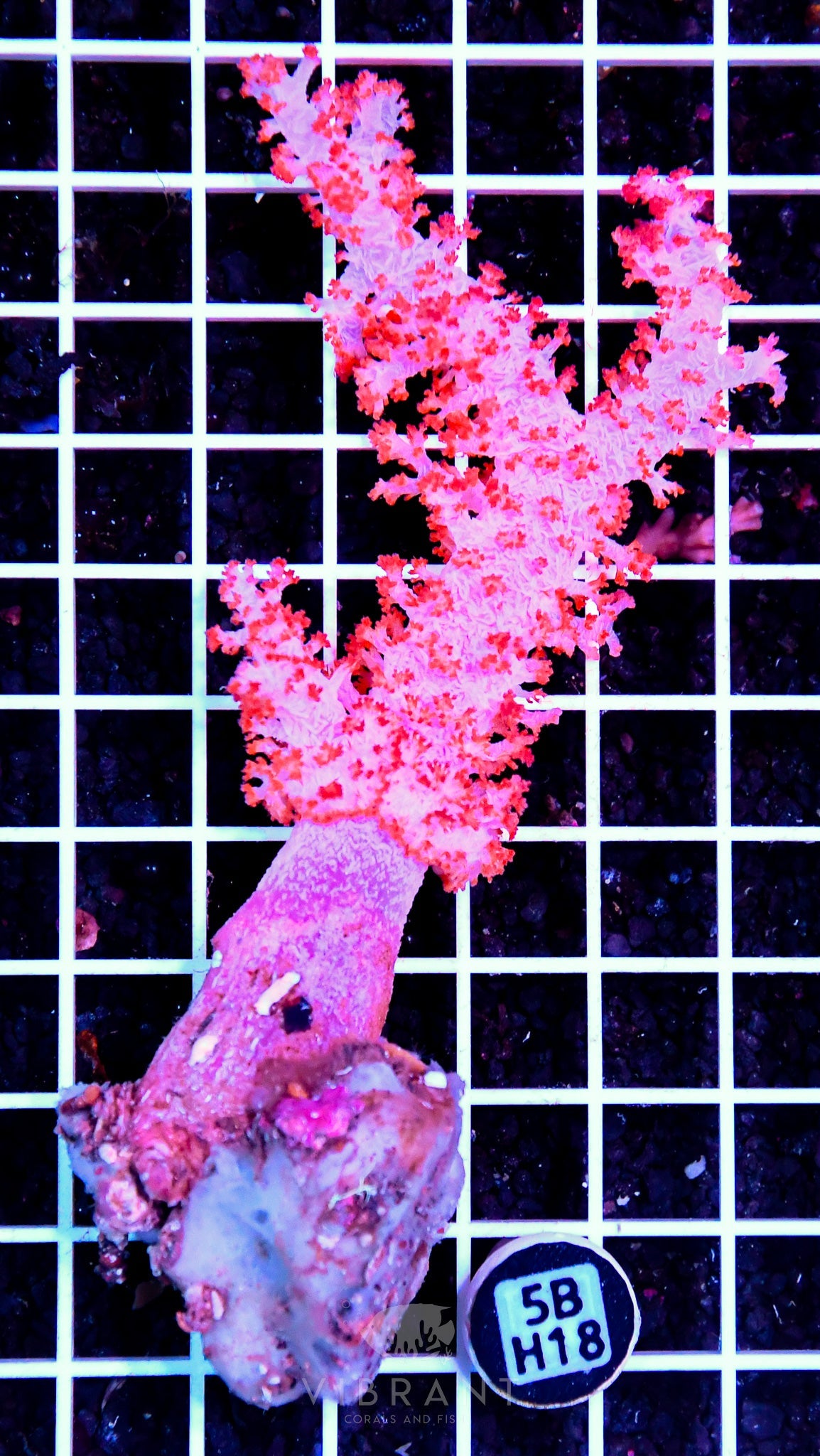Carnation Coral INDO W