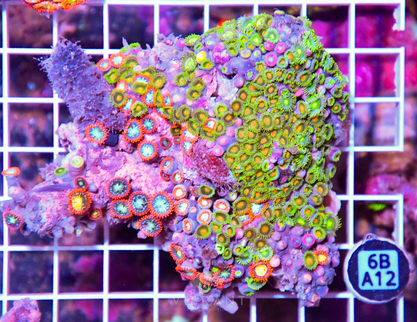 Zoa AUS