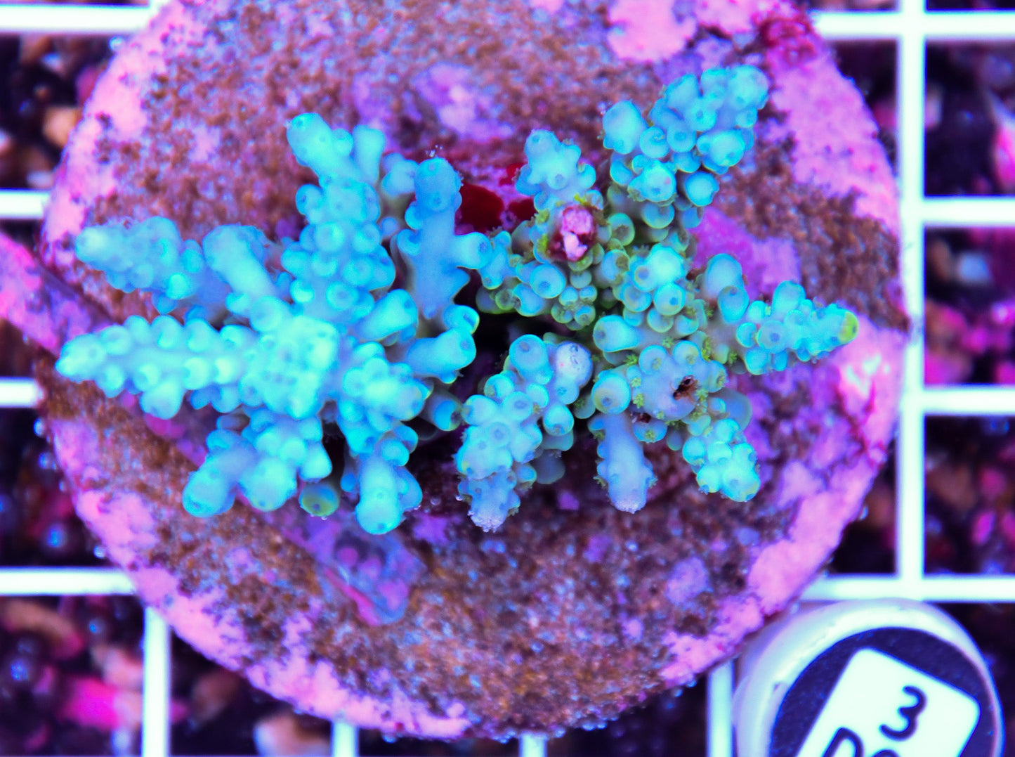 Acro INDO