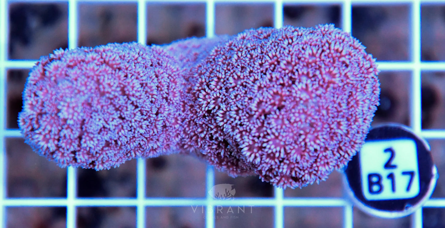 Goniopora AUS
