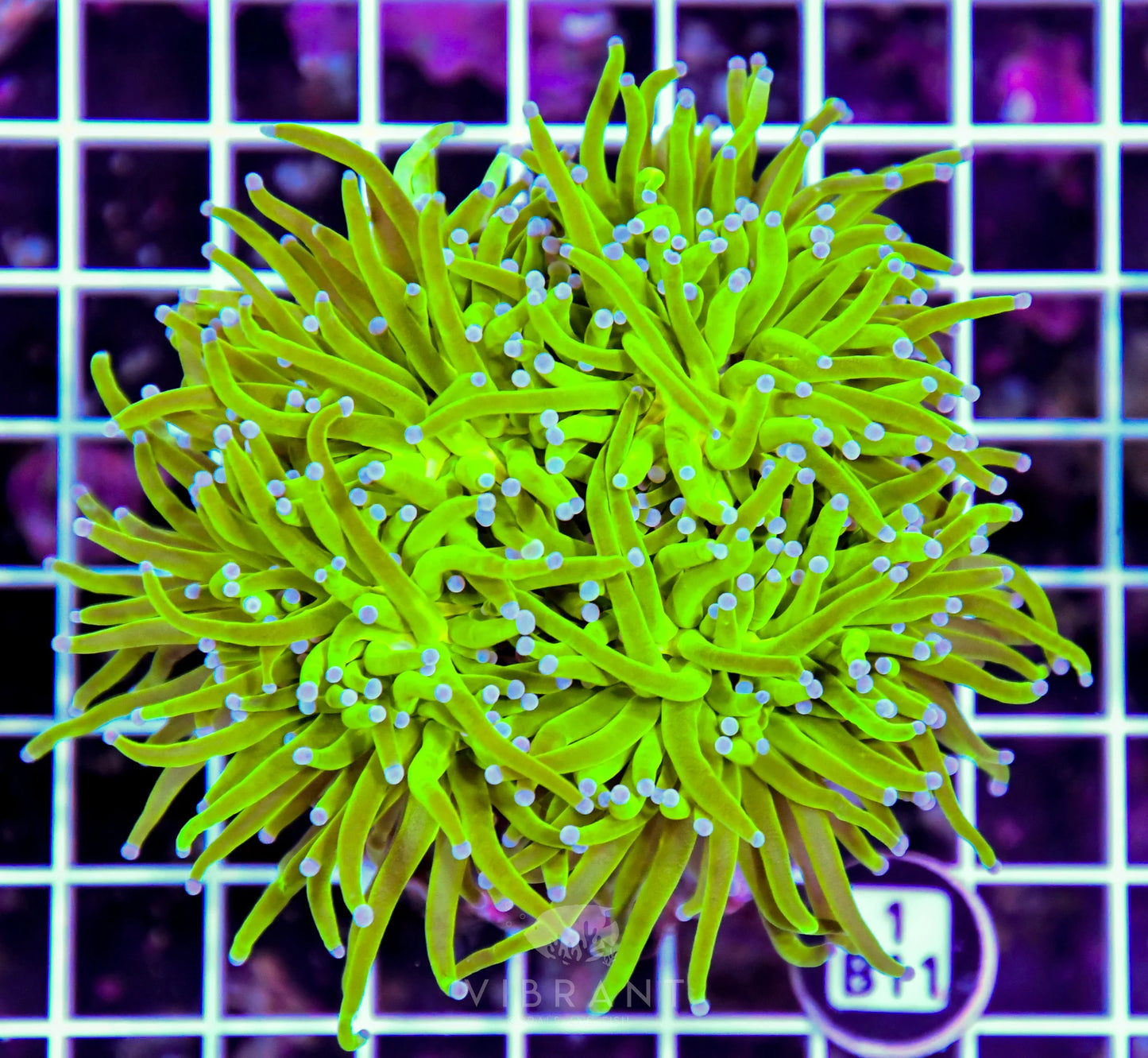 Torch INDO