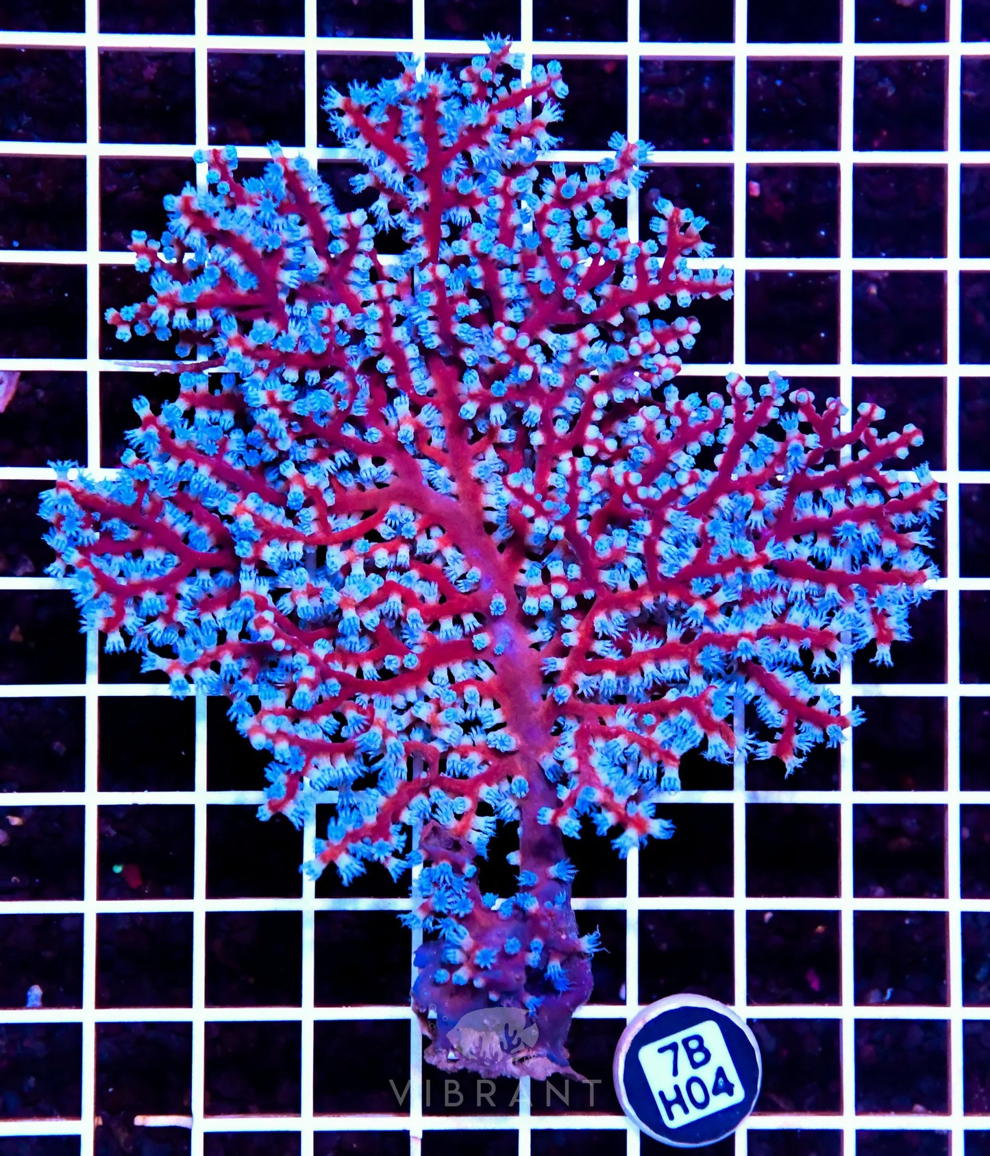 Gorgonian INDO W
